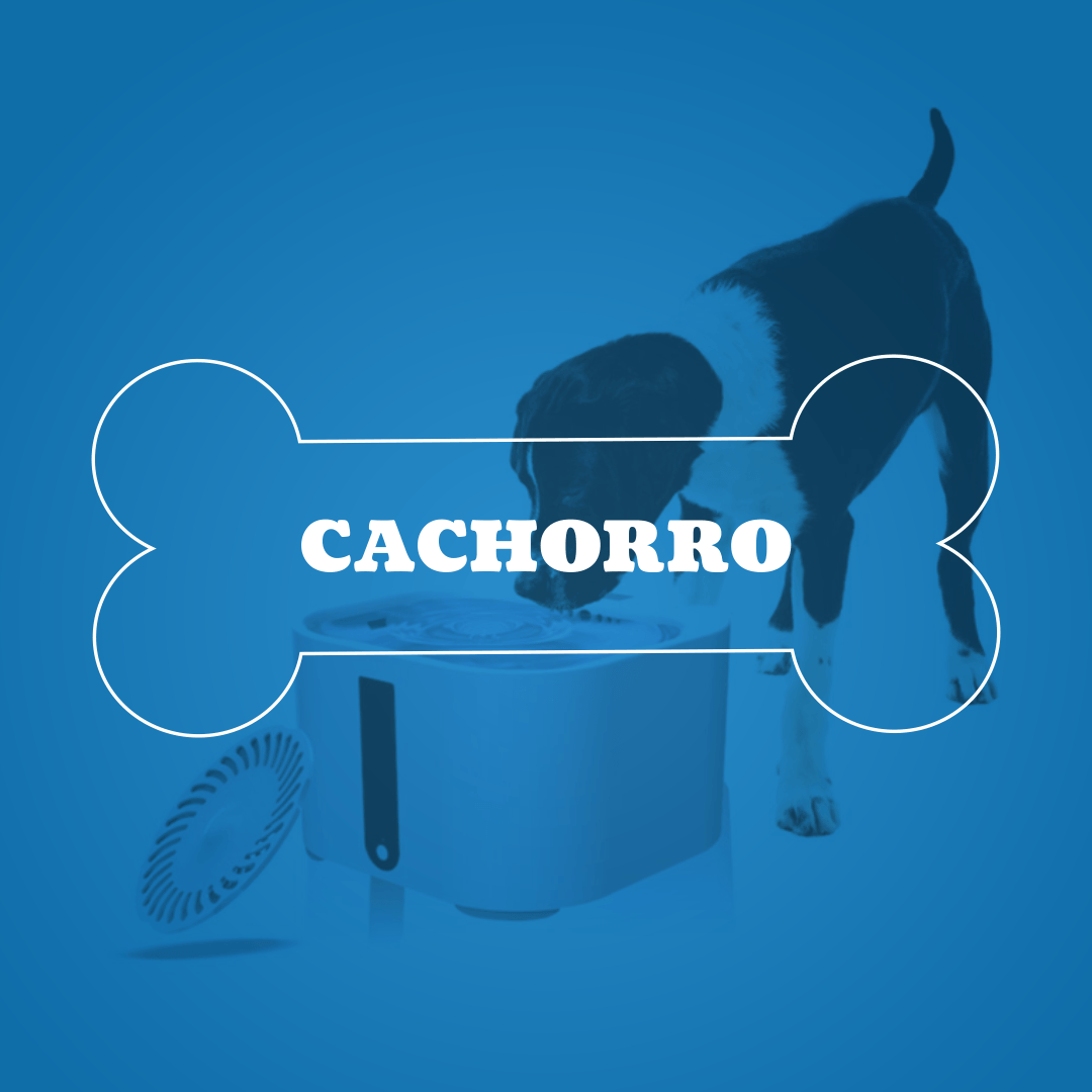 Cachorro - Amor PetShop
