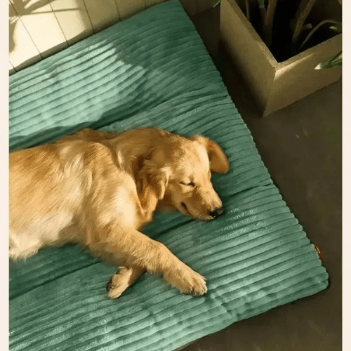 Cama Ortopédica para Cães e Gatos ConfortoMaxi Lavável - Amor PetShop
