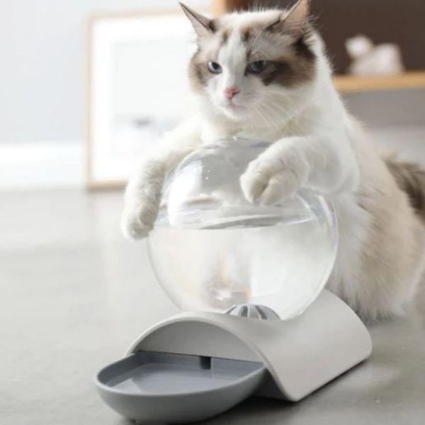Bebedouro Bubble® - Amor PetShop