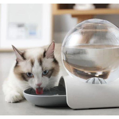 Bebedouro Bubble® - Amor PetShop