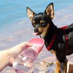 Bebedouro Portátil para Cães ChicDog 350ml - Amor PetShop