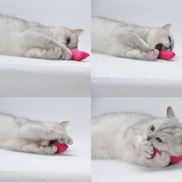 Brinquedo para Gatos | Animais de Pelúcia - Amor PetShop