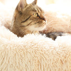 CAMA NUVEM® ORIGINAL - Amor PetShop