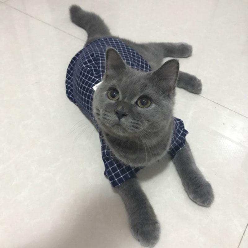 Camisa Super Elegante para Pets - Amor PetShop