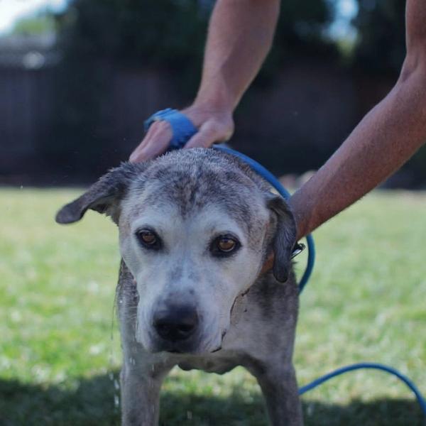 Chuveiro Pet com Massageador PET BATHING - Amor PetShop