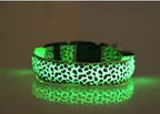 Coleira Leopardo LED - Amor PetShop