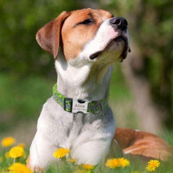 Coleira Personalizável Scooby - com Faixa Refletiva - Amor PetShop
