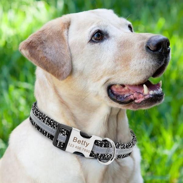 Coleira Personalizável Scooby - com Faixa Refletiva - Amor PetShop