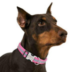 Coleira Personalizável Scooby - com Faixa Refletiva - Amor PetShop