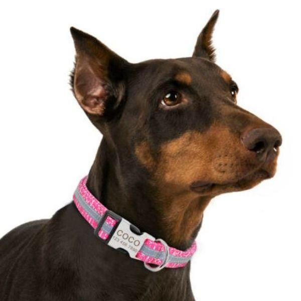 Coleira Personalizável Scooby - com Faixa Refletiva - Amor PetShop