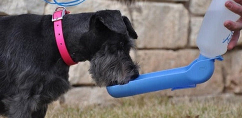 Garrafa Bebedouro Portátil para Pets - Amor PetShop