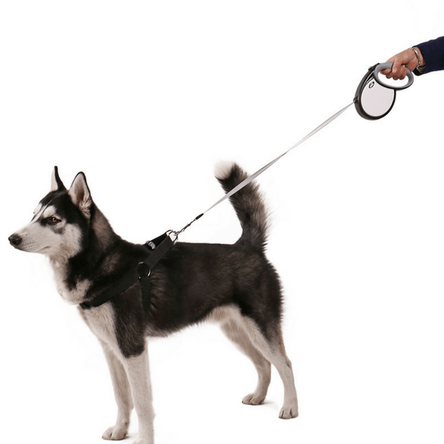 Guia Retrátil Emborrachada Premium | Easy Ride - Amor PetShop