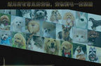 Máquina de Tosa Super Pet Bivolt - Amor PetShop