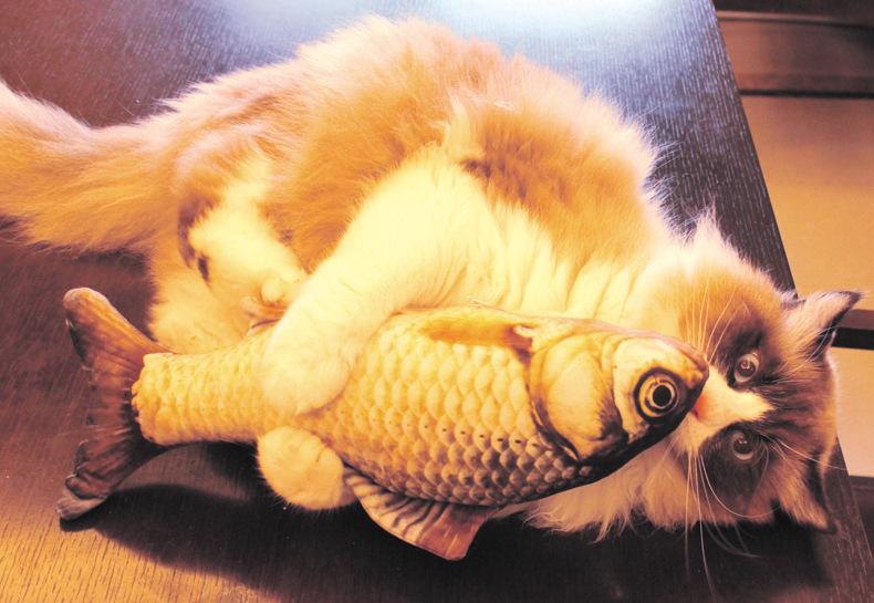 Peixe com Catnip para Gatos - Amor PetShop