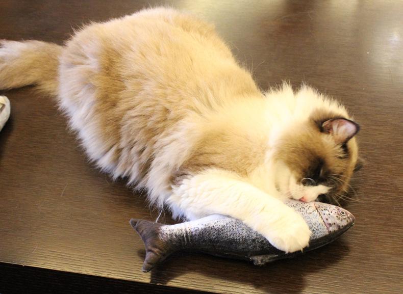 Peixe com Catnip para Gatos - Amor PetShop