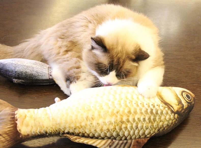 Peixe com Catnip para Gatos - Amor PetShop