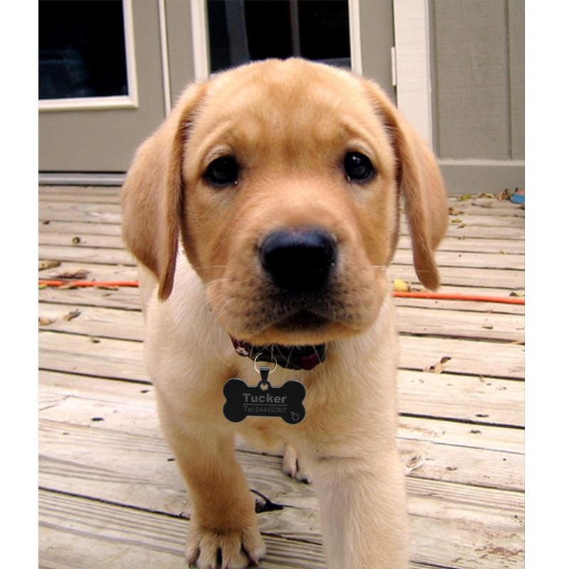 Pingente de Identificação Personalizável para Pets em Aço Inoxidável - Amor PetShop