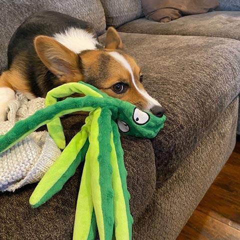 Polvo Amigo Brinquedo Mastigável Anti Stress para Cães - Amor PetShop